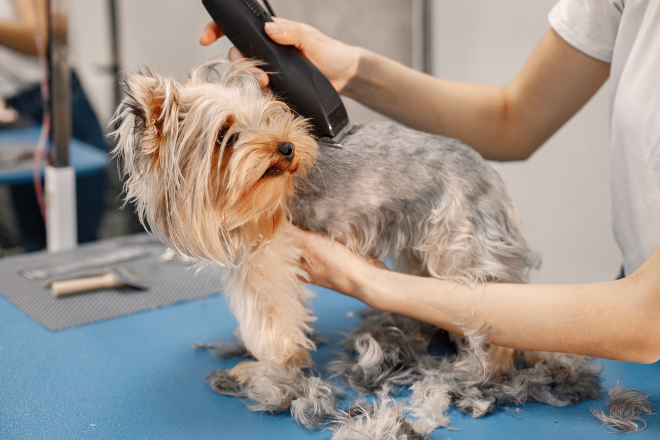 Peluquería canina Óscar Groomer