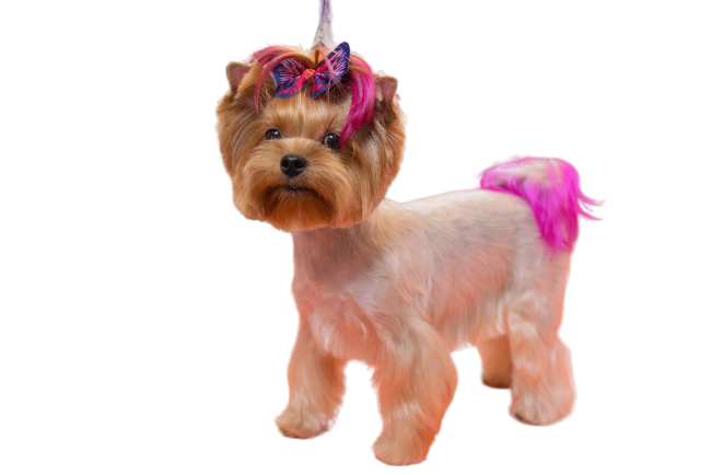 Divi Carpenter Layout Image 10